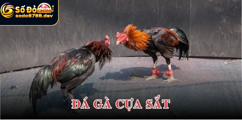 Đá Gà Cựa Sắt - Tìm Hiểu Cách Chơi, Lý Do Thu Hút Và Lợi Ích 5 Giới thiệu tựa game đá gà cựa sắt siêu hot