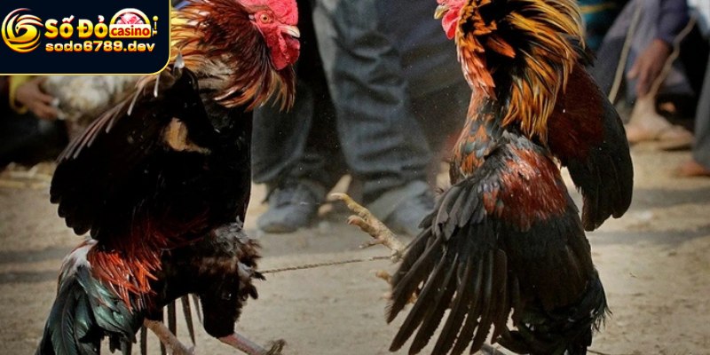 Đá Gà Cựa Sắt - Tìm Hiểu Cách Chơi, Lý Do Thu Hút Và Lợi Ích 7 Chơi đá gà với chiến thuật siêu hiệu quả